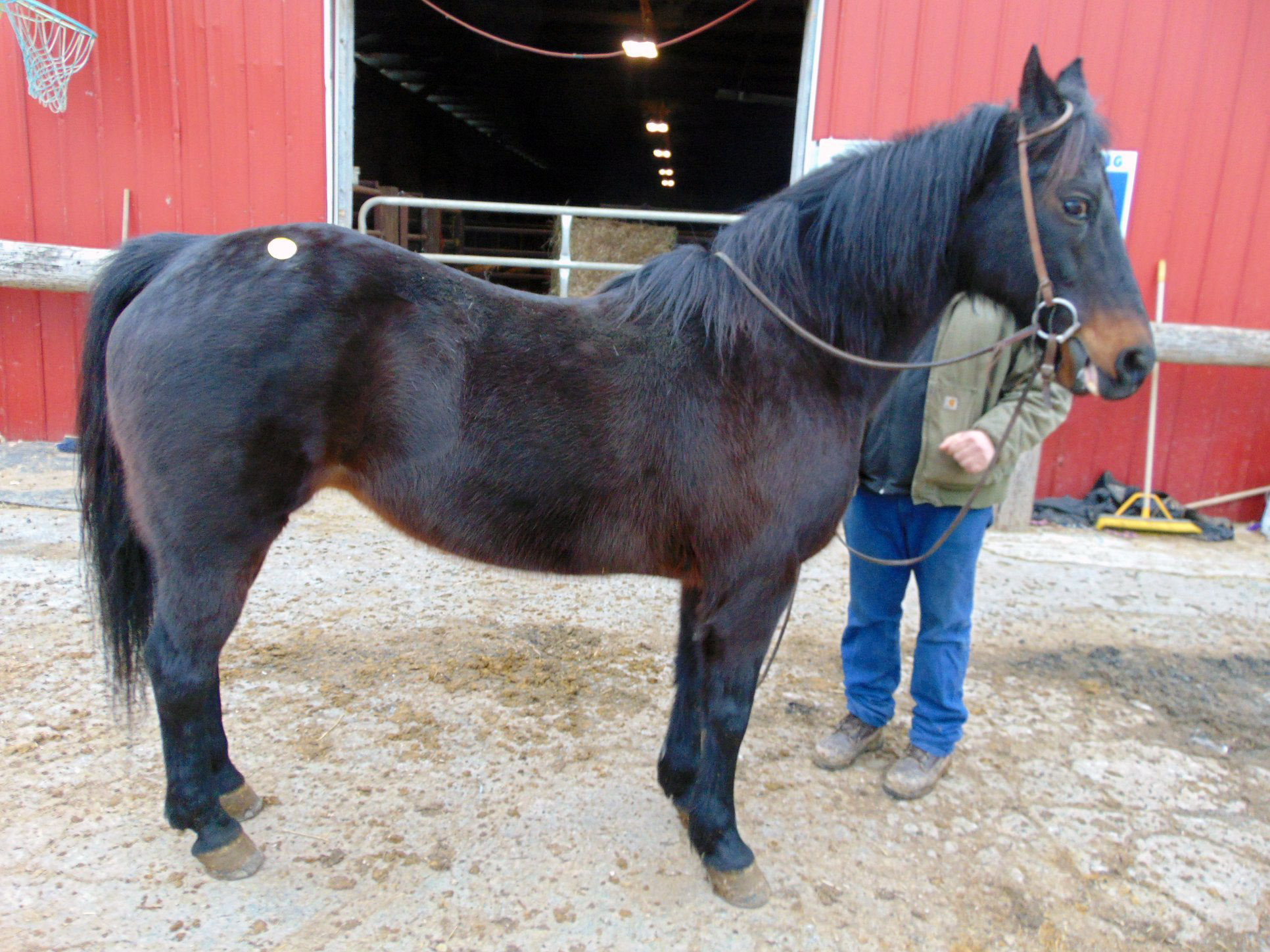 Forever Rescue, Inc.