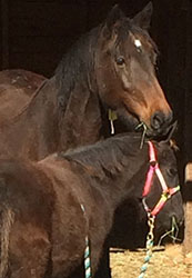 Patience and Sunflower
