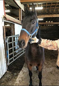 SJV Lord of the Rings