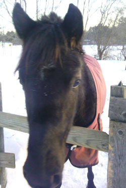 Sun-west Orianna and ZHF Lady Liberty