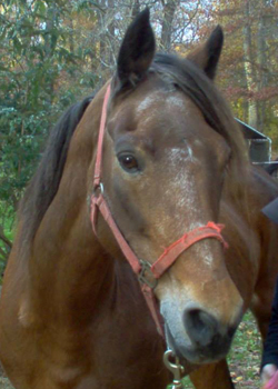 Blossom's Thumbelina